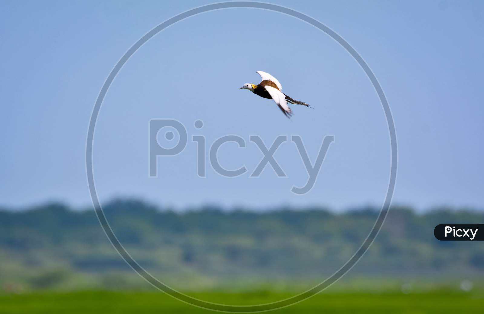 Pheasant-Tailed Jacana Flying Over Green Farm Field