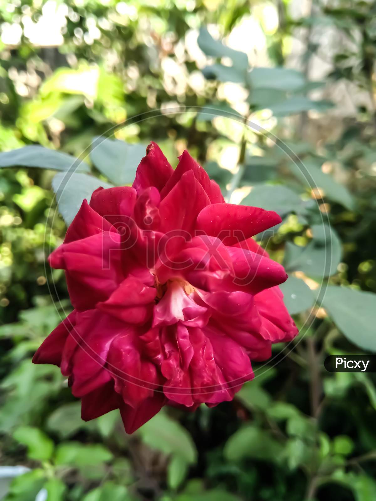 Red Rose Flower,Background Blur,Bokeh