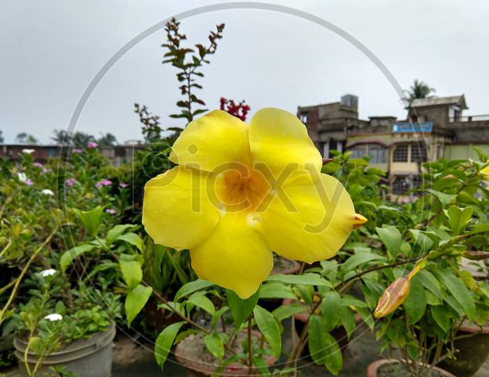 Closeup View Of A Beautiful Yellow Allamanda Flower In A Roof Top Garden