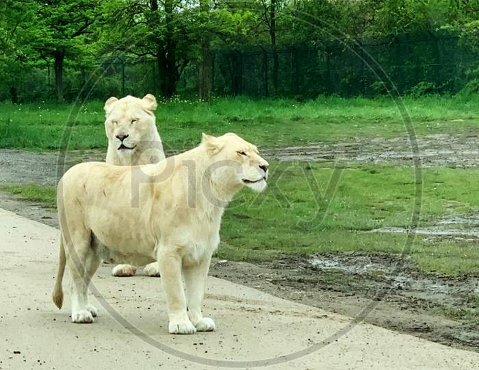 Two rare white tigers in ZOO