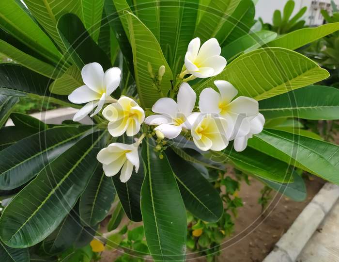 This is a beautiful frangipani flowers