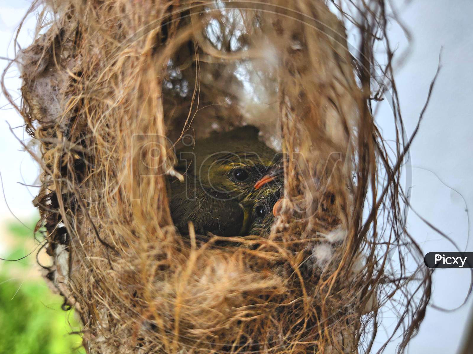 Baby bird peeping out of nest