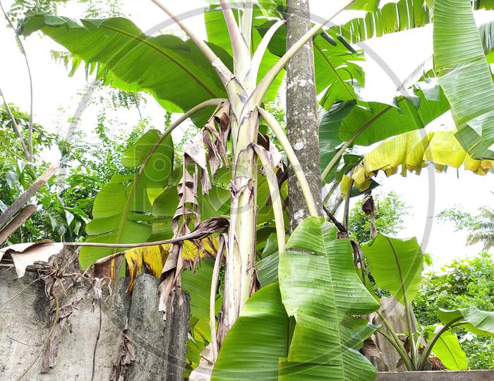 Banana Tree,Banana Leaves Are Attached