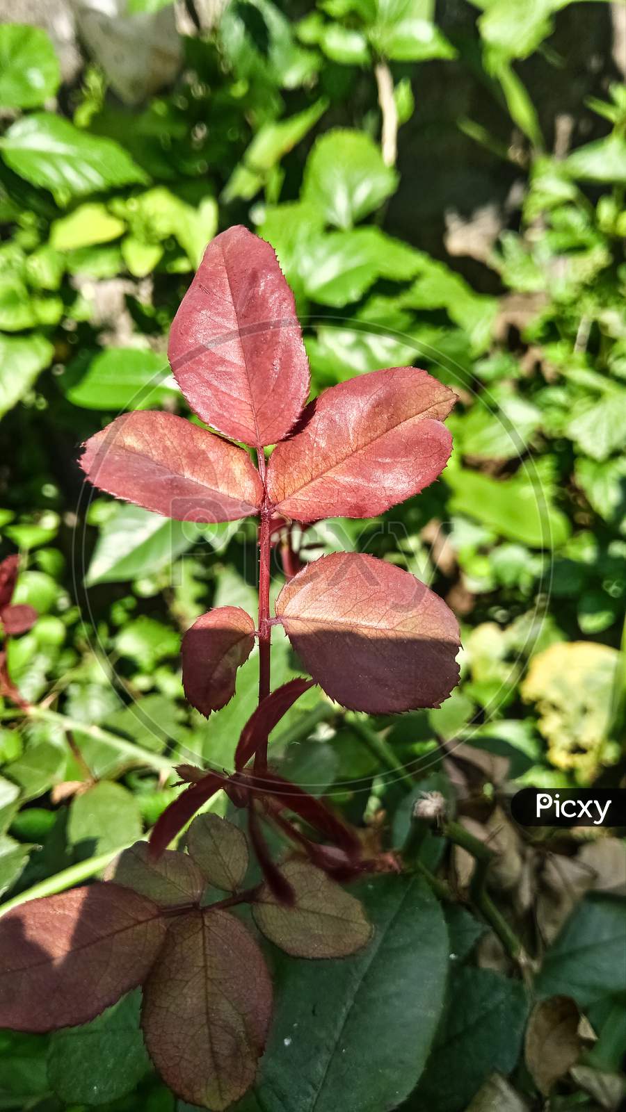 Rose Flower Plant,Sun Shine,Background Blur