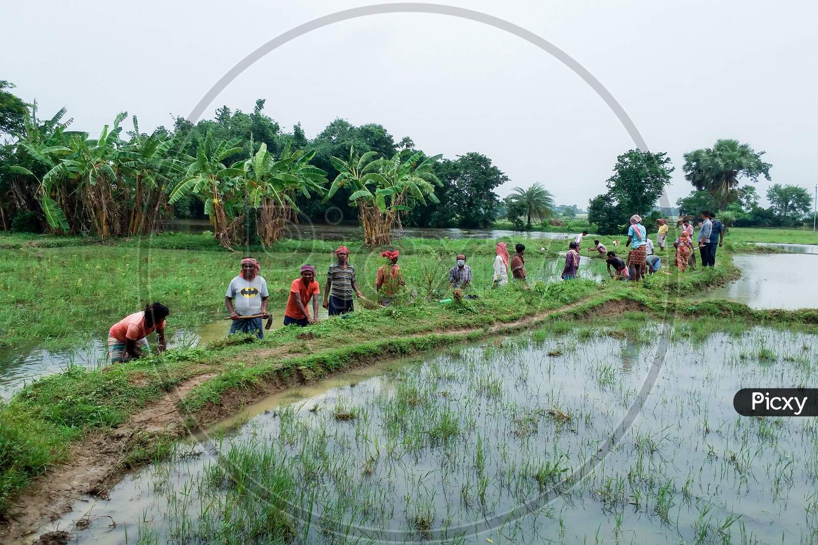 On Rainy Days, Rural Farmers Are Working In The Field In Groups