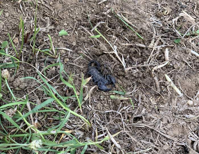 Black Poisonous Scorpion On The Ground