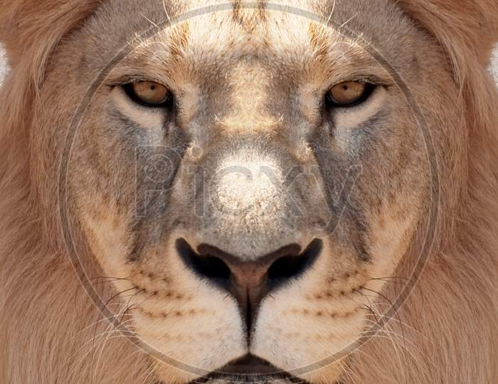 Wild animal with high resolution background wallpaper background