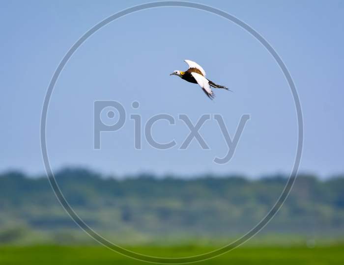 Pheasant-Tailed Jacana Flying Over Green Farm Field