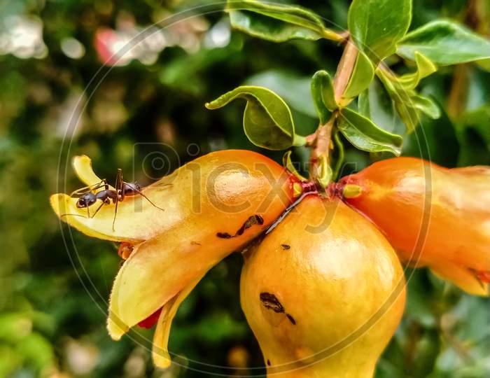 Small ant on pomegranate