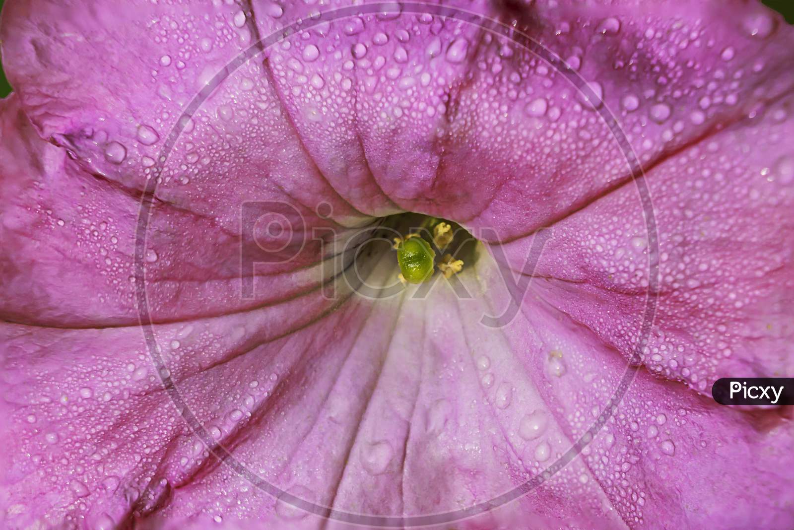 Petunia Flower In A Close Up Look