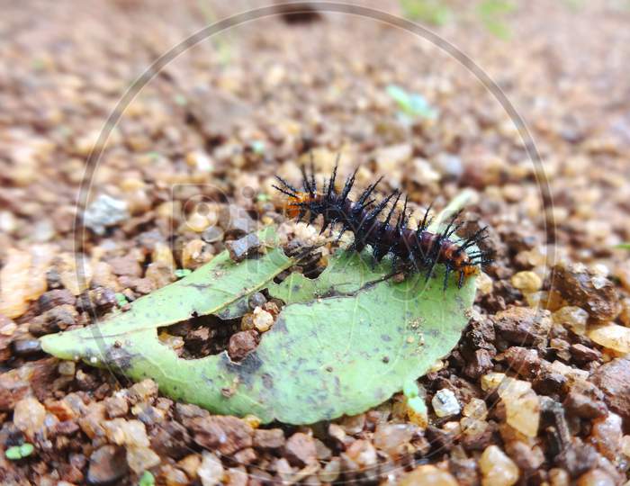Black Caterpillar On Leaf Stock Photography