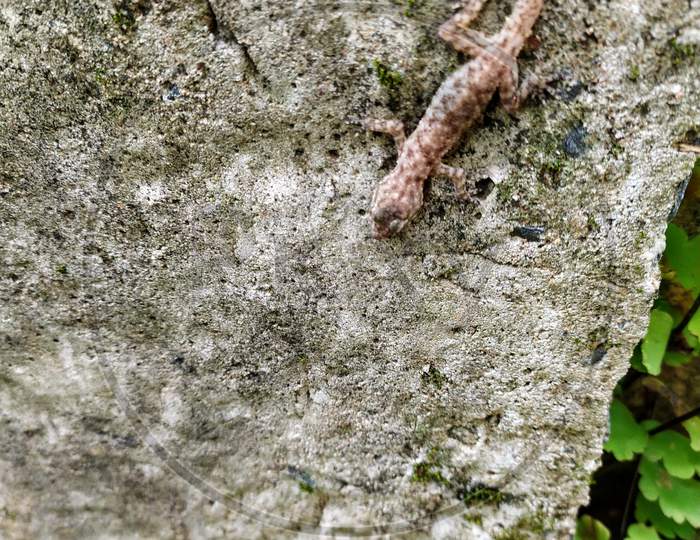 A Forest Lizard On A Wall