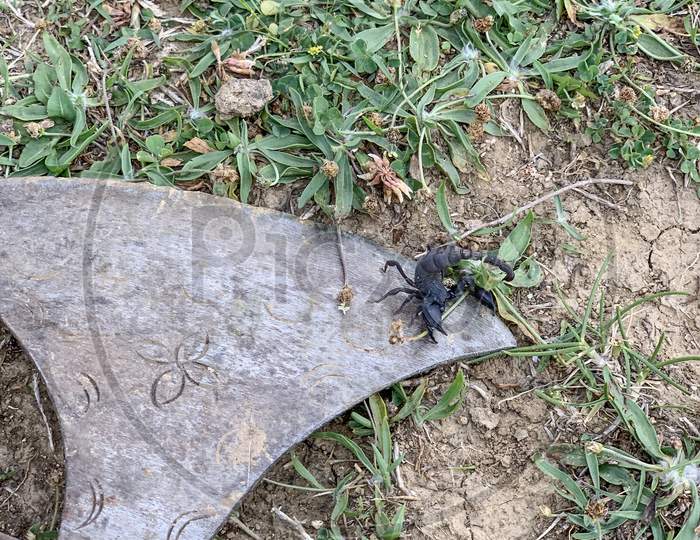Black Poisonous Scorpion On The Ground