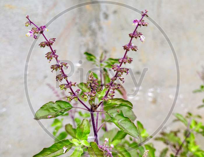 Holy Basil Plant,Top View,Seed