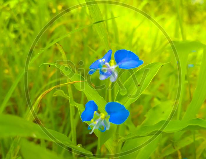 Blue flower in green grass