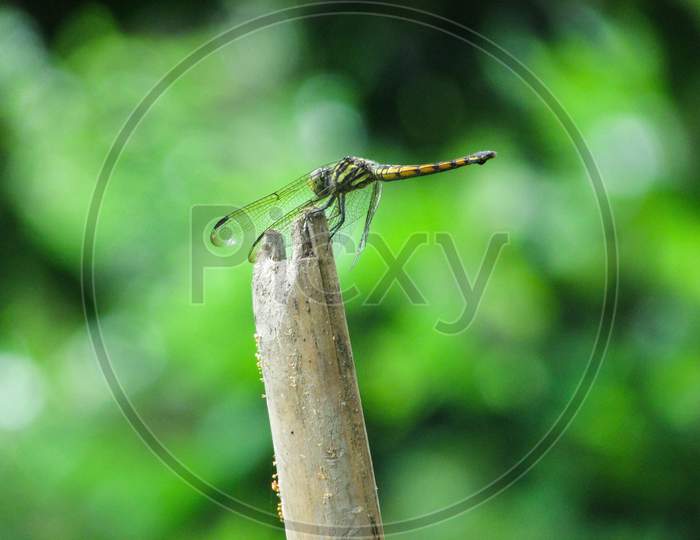 Beautiful Dragonfly Resting On A Branch
