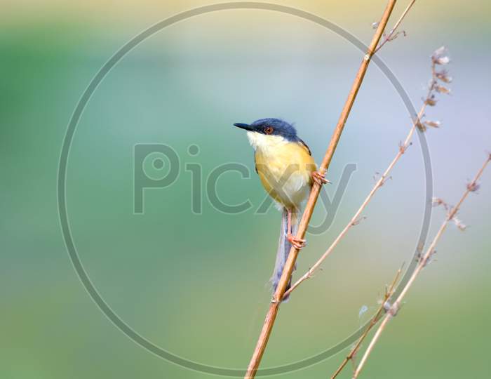 Ashy Prinia Perched On A Dry Branch