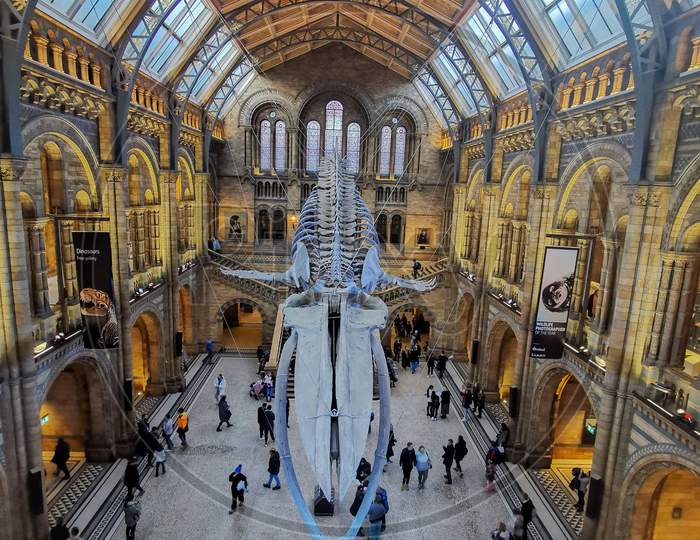 Blue whale skeleton in the Natural History Museum in London.