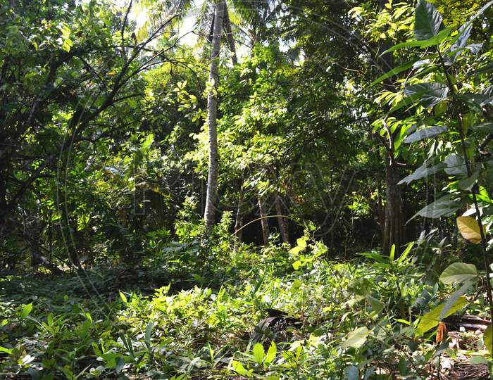 Tropical Forest Nature With A Variety Of Plants
