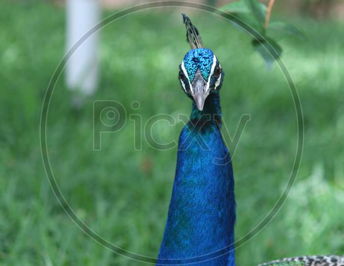 Peacock intense expressions in forest