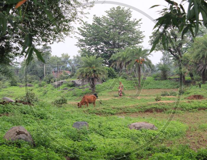 Cow walking in forest landscape