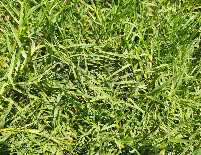 Full Frame Shot Of Green Grass