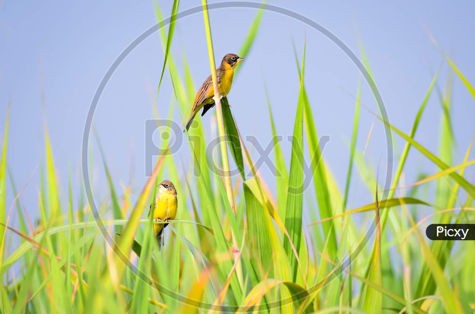 Black-Headed Bunting Pair Perched In A Reed