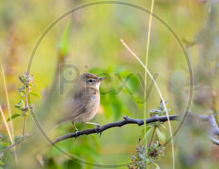 Booted Warbler Resting In A Branch