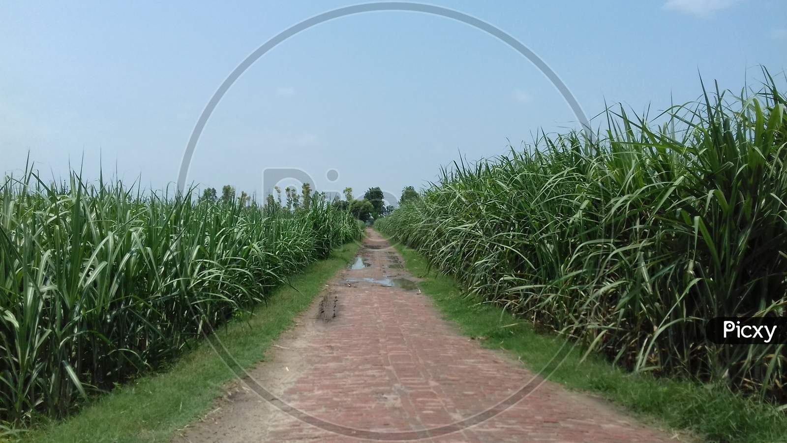 Sugarcane farms both side on the way.