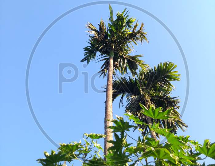 Betel Nut Trees,Two Long Tree,Sunlight