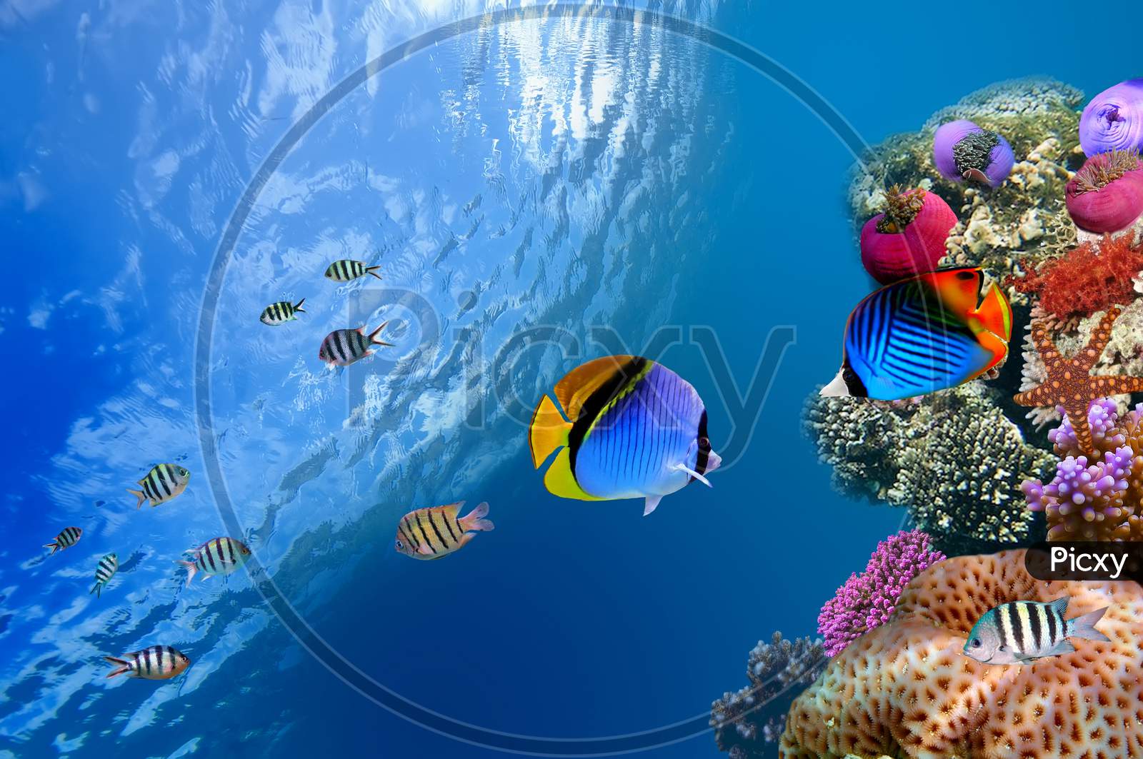 fish in water with high resolution background wallpaper background