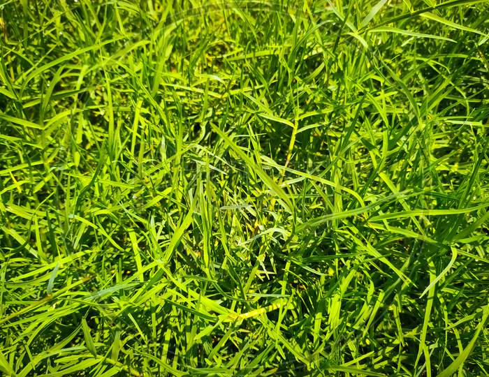 Full Frame Shot Of Green Grass