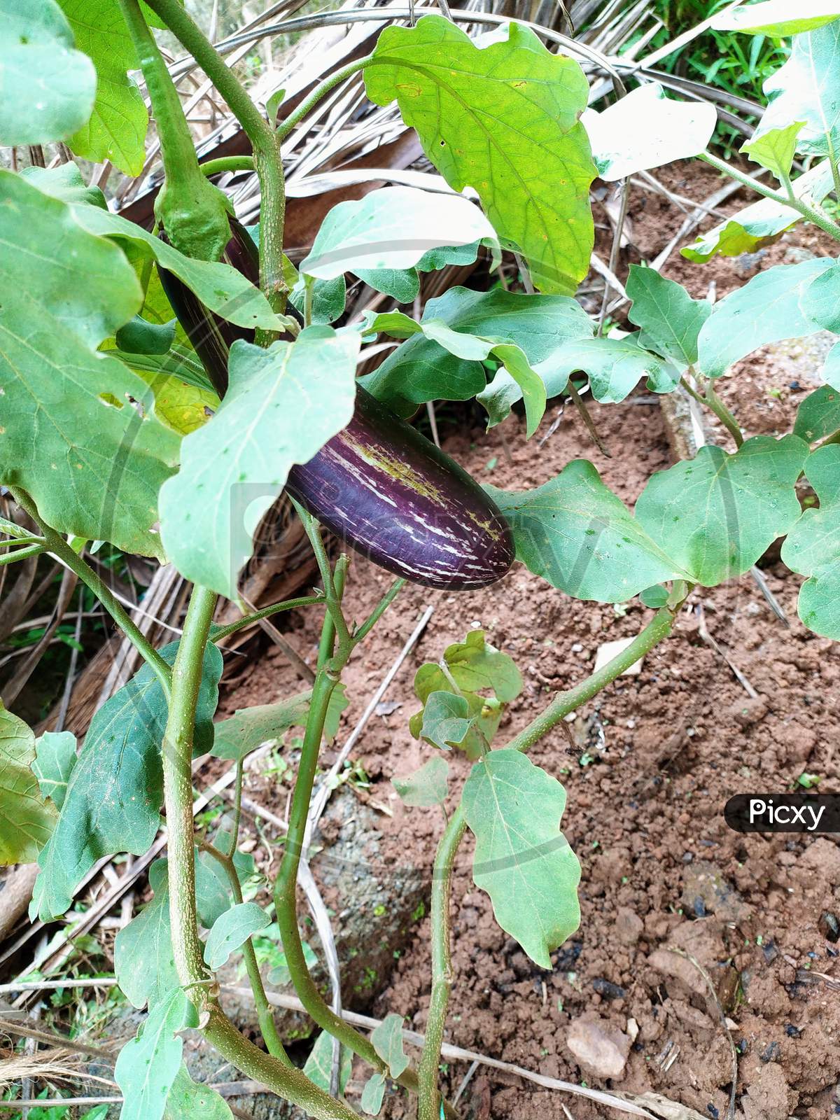 Brinjal(Eggplant) Is Hanging On Its Root,Homegrown Egg Plant