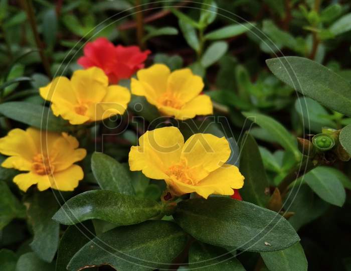 Beautiful Tiny Yellow Flowers Closeup Macro Photography