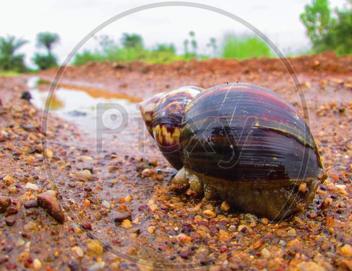 Terrestrial Snails In Land Closeup Photography