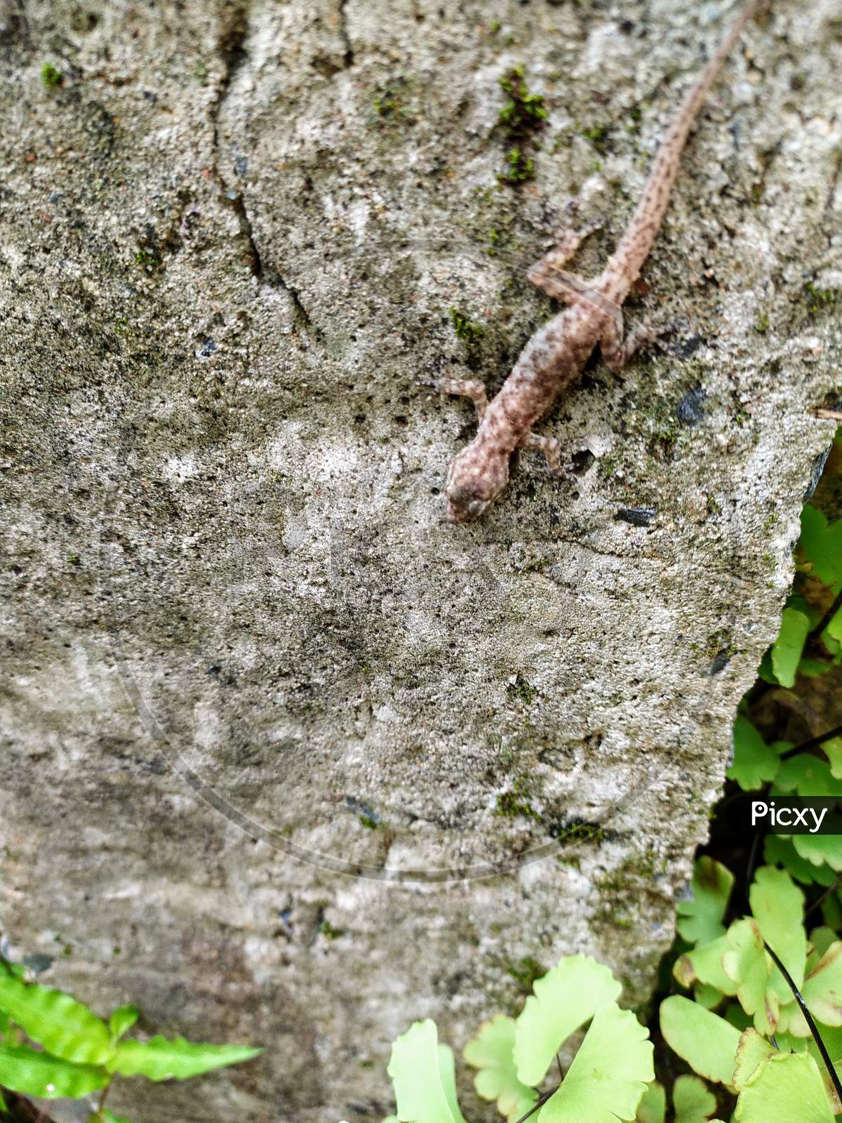 A Forest Lizard On A Wall