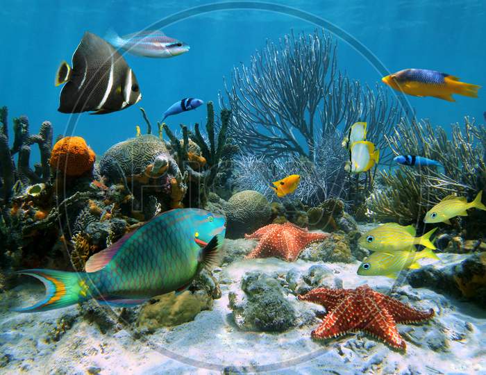 fish in water with high resolution background wallpaper background