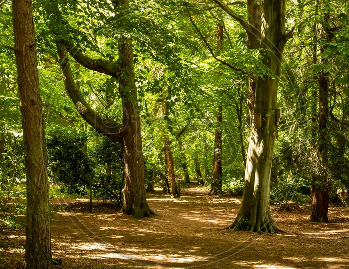 Forest Woodland Walk Along Dappled Sunshine Across Foot Path