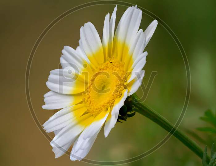 Single Chamomile Flower In Garden
