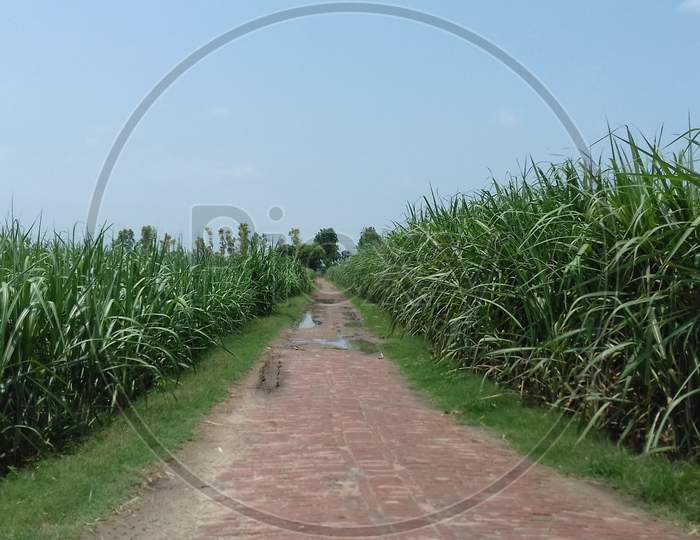 Sugarcane farms both side on the way.