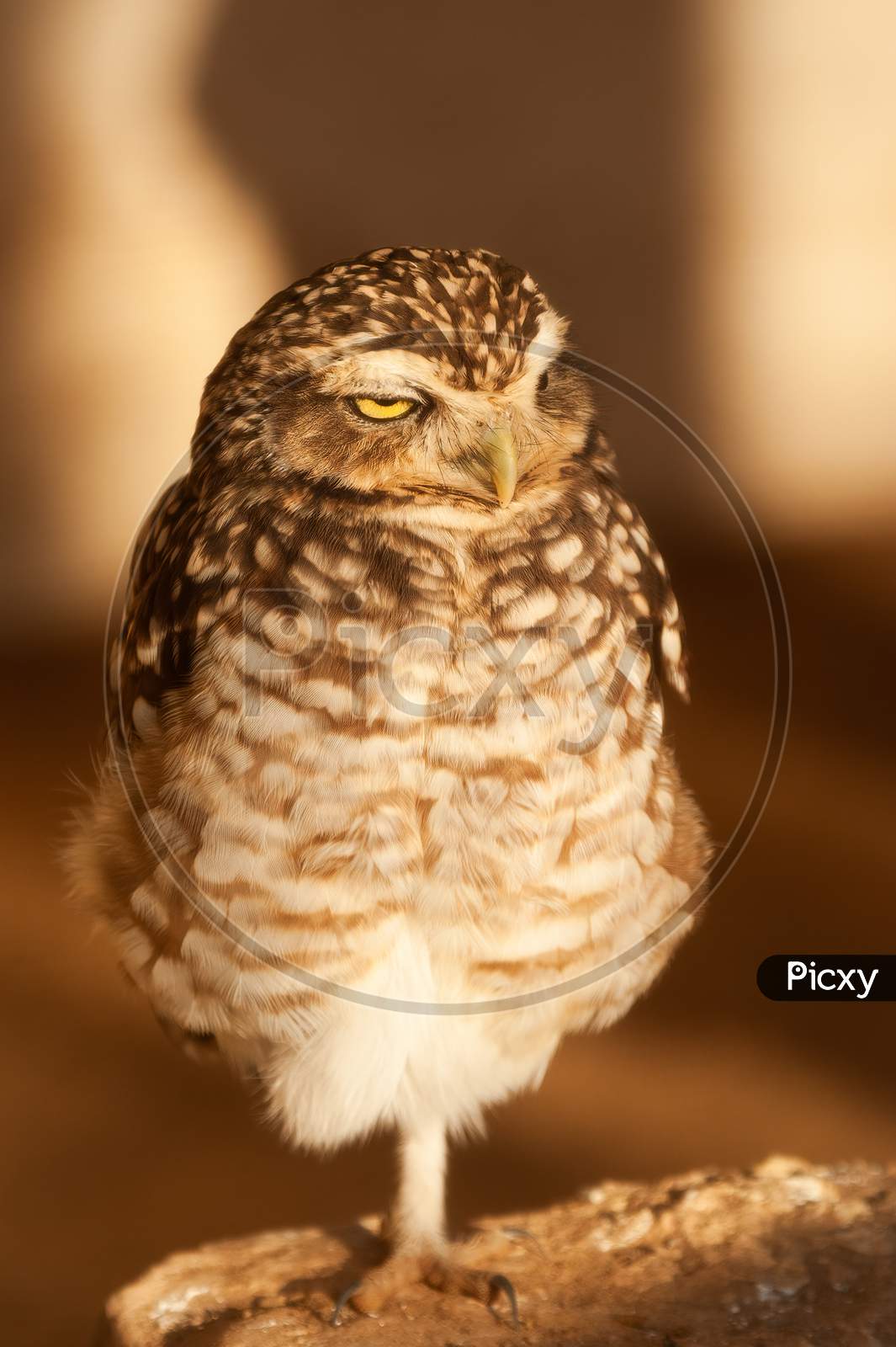 Burrowing Owl, Athene Cunicularia, Looking To Right