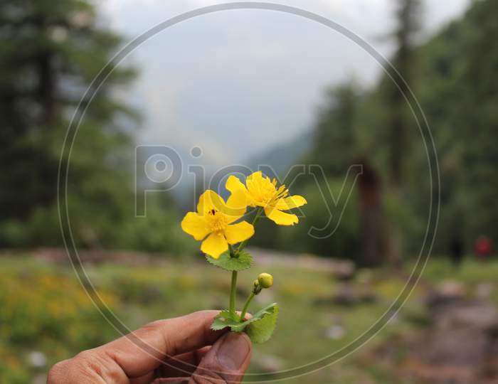 Mesmerizing view with flowers at Parvati river valley, Kasol, Himachal Pradesh, India.