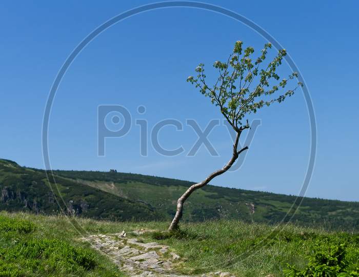Single Tree On Alpine Meadows In Karkonosze