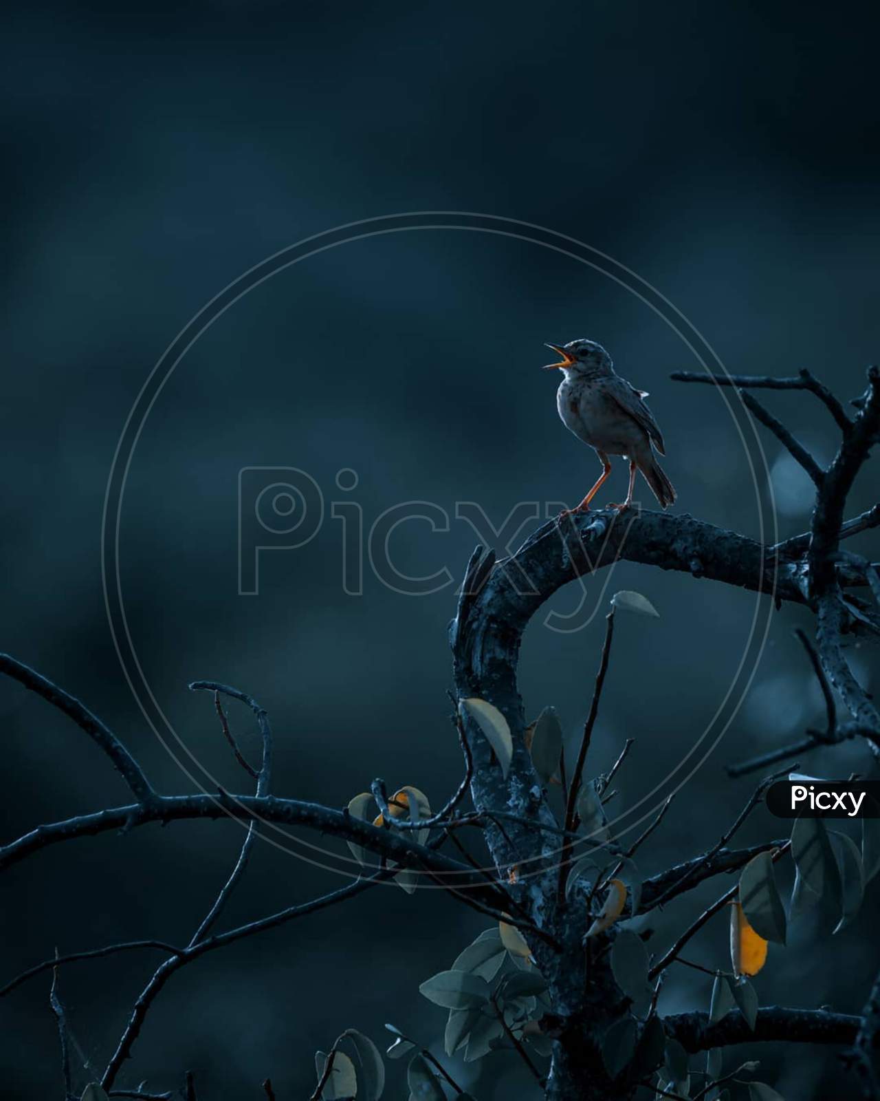 A bird is sitting on a tree