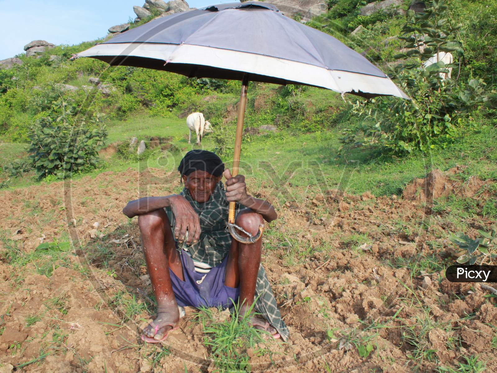 Old poor Cow grazier site on soil with umbrella