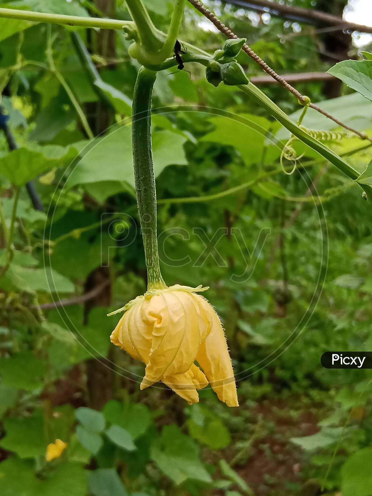 Image Of Galka Vegetable Ii899750 Picxy