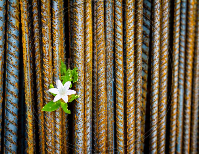 Steel Construction Rods With A Delicate White Flower. Metal Used To Make Columns In Brick Houses. Metal With Reddish Rust Stains. Background For Designers.