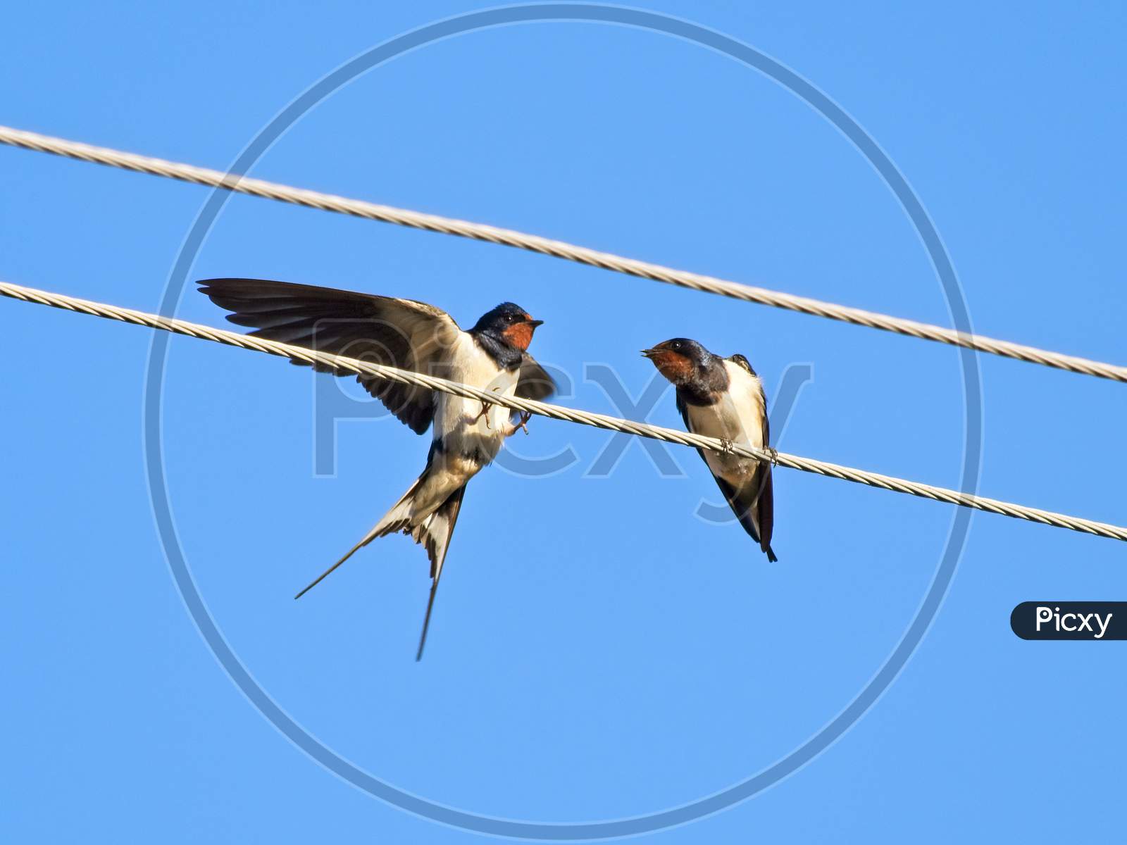 Close-Up Of Barn Swallow Birds Sitting On The Power Lines.