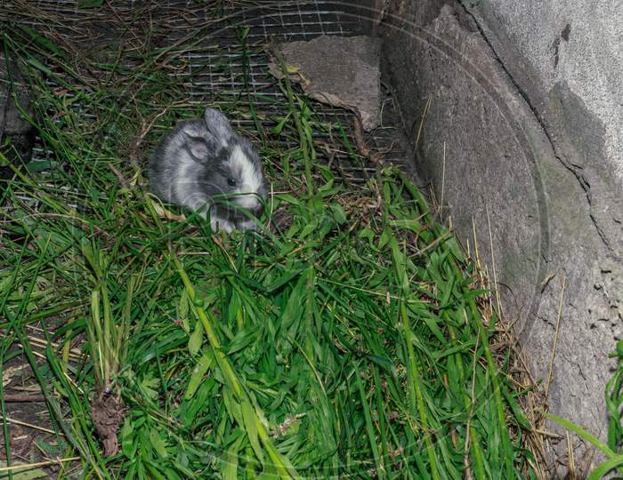 Cute And Fluffy Grey Baby Rabbit Eating