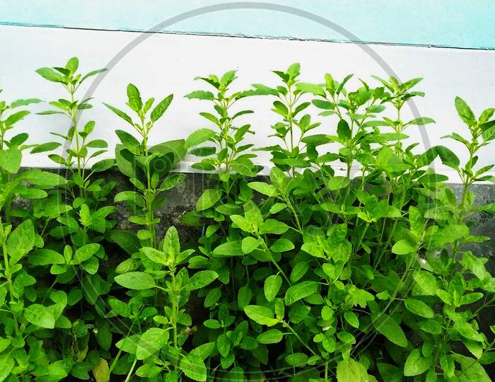 Tulsi Plant In A Yard Of A House